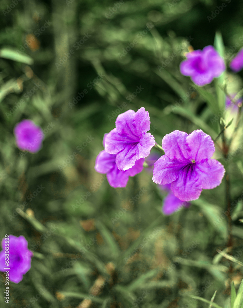 Purple Ruellia tuberosa flower beautiful blooming flower green leaf background. Spring growing purple flowers and nature comes alive