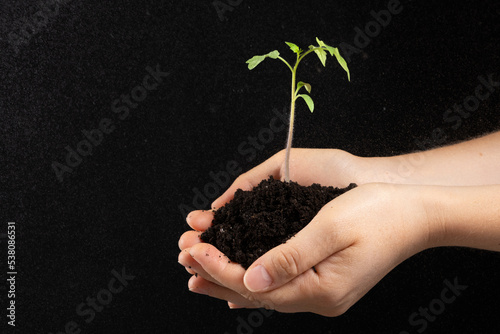 A young sprout with the earth in the hands of a man. The theme of horticulture and ecology.