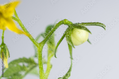 Growing tomatoes from seeds, step by step. Step 11 - First Flowers and First Tomato