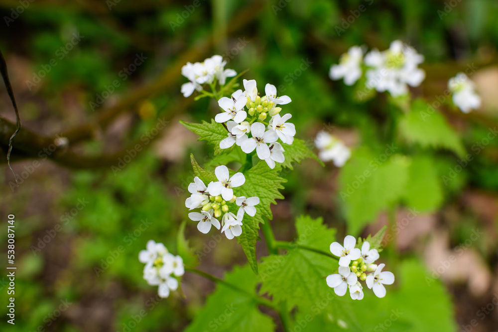 Delicate small white flowers of Lunaria rediviva plant, commonly known as perennial honesty in a sunny spring garden, beautiful outdoor floral background photographed with selective focus. Delicate small white flowers of Lunaria rediviva plant, commonly known as perennial honesty in a sunny spring garden, beautiful outdoor floral background photographed with selective focus.