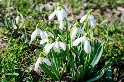 Small and delicate white snowdrop spring flowers in full bloom in forest in a sunny spring day  blurred background with space for text  top view or flat lay of beautiful flowers.