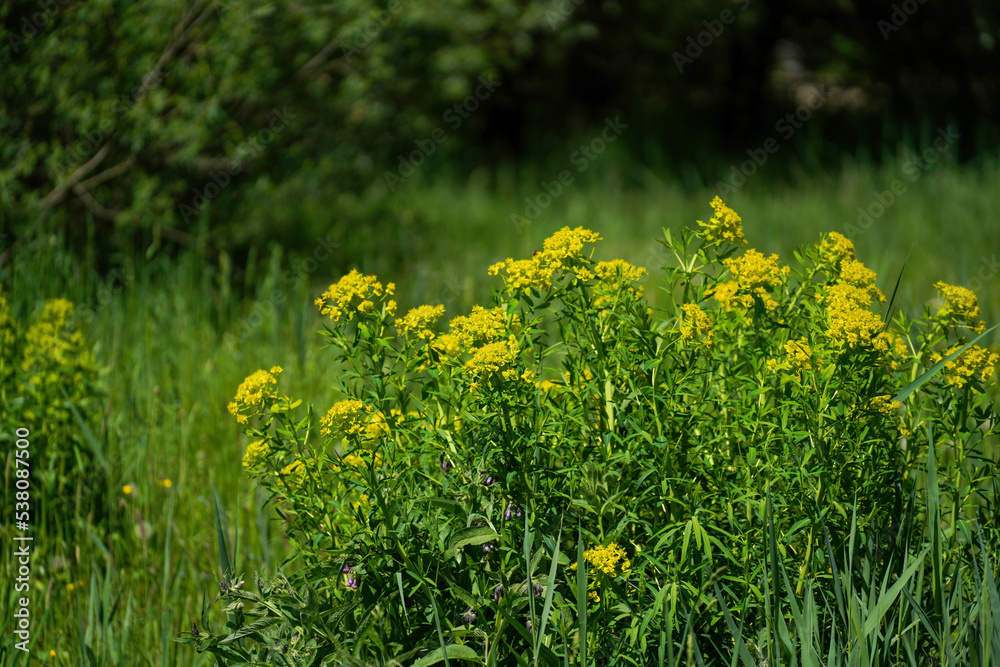 Meadow with lots of colorful flowers Meadow with lots of colorful flowers