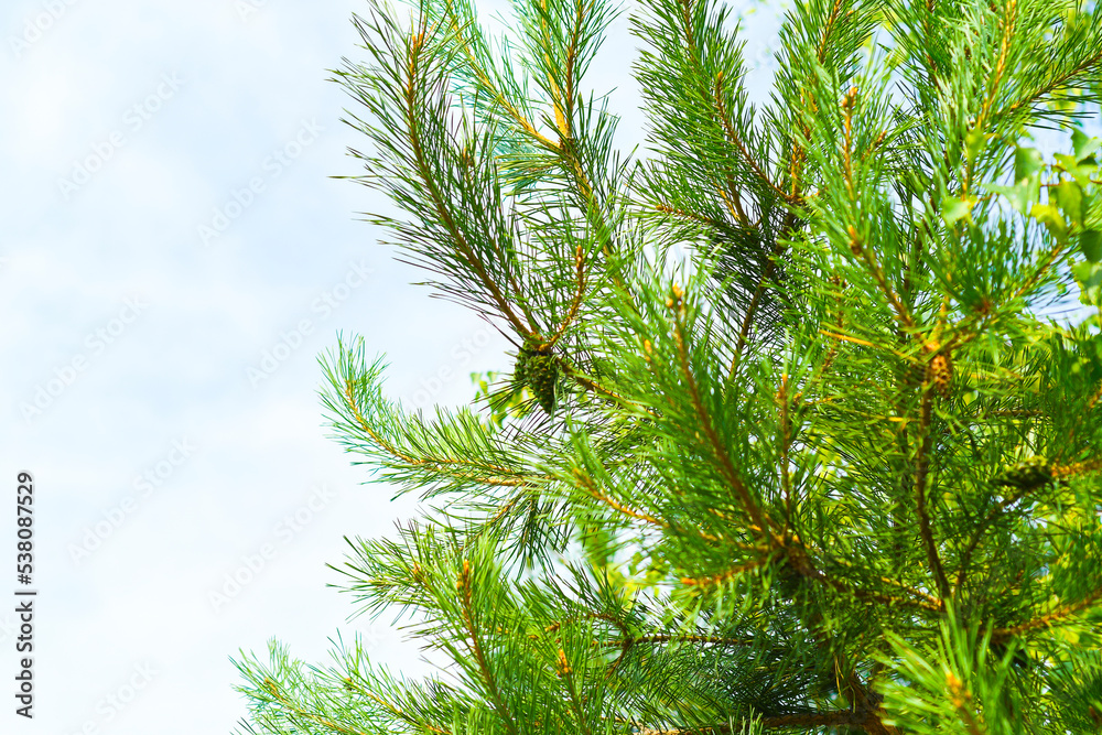 Close-up of a spruce branch in a summer forest. Bright needles of a coniferous plant. Close-up of a spruce branch in a summer forest. Bright needles of a coniferous plant.