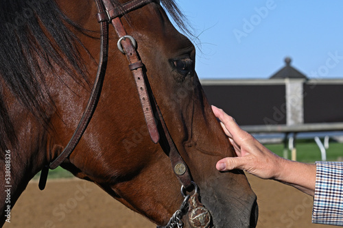 Human hand on snout of racehorse. © Joseph