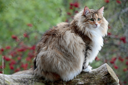 Norwegian forest cat female sitting on a stump in forest photo