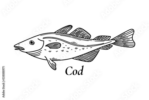 Vector sketch illustration of fresh codfish sea fish drawing isolated on white. Engraved style. Vintage, retro object for menu, label, recipe, product packaging