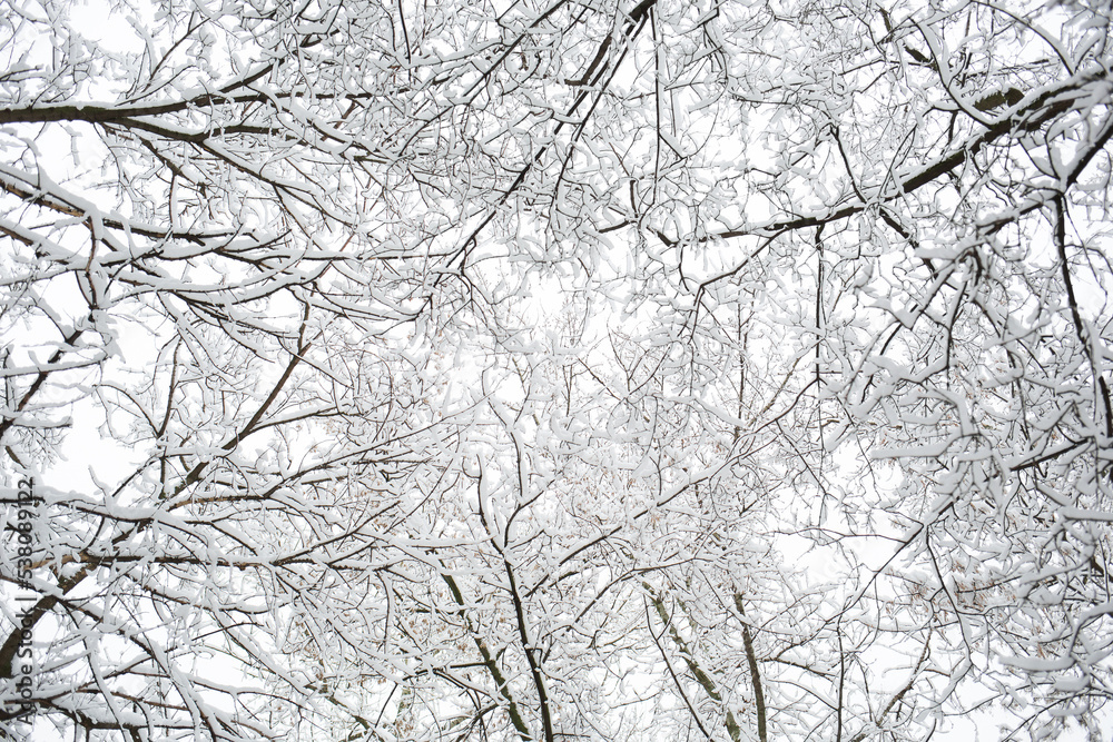 tree branches covered with snow in forest in winter for christmas outdoor. natural background