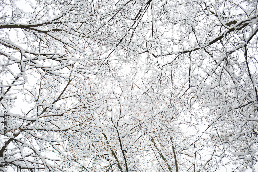 tree branches covered with snow in forest in winter for christmas outdoor. natural background tree branches covered with snow in forest in winter for christmas outdoor. natural background
