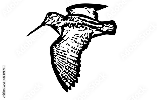 Canvas Print woodcock bird
