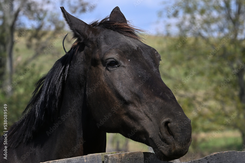 Fototapeta premium Farm horse portrait.