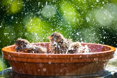 House sparrows bathing and splashing water in a birdbath on a hot summer day. photo