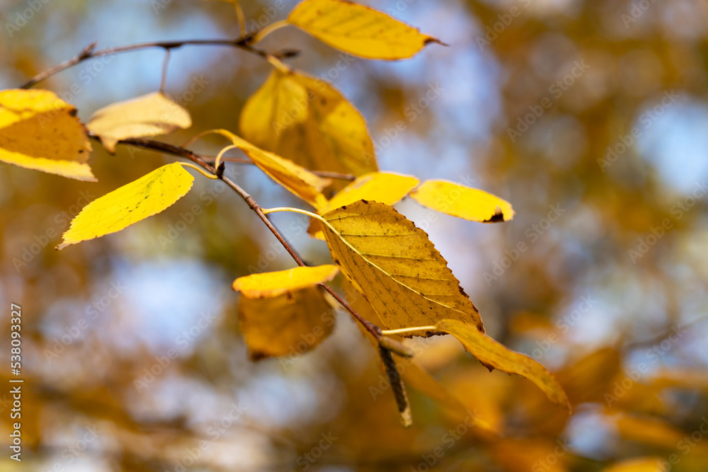 Obraz premium Branches with foliage of a birch tree in an autumn forest or park closeup