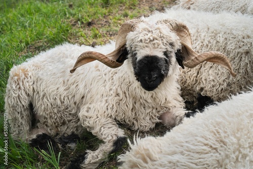 Valais Blacknose sheep 2 photo