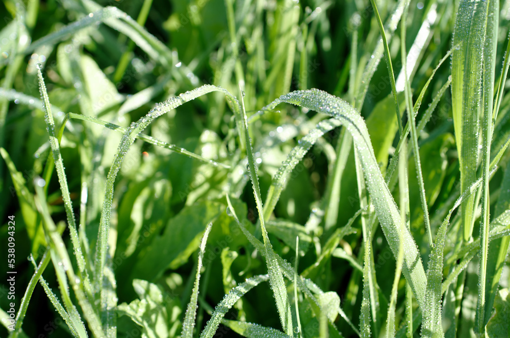 Close up: drops of early morning dew on blades of grass Close up: drops of early morning dew on blades of grass