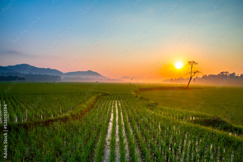 stunning sunrise over green rice fields with mountain background