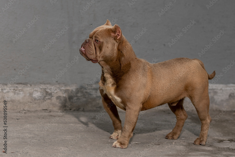 alert american bully breed dog looking to the horizon alert american bully breed dog looking to the horizon
