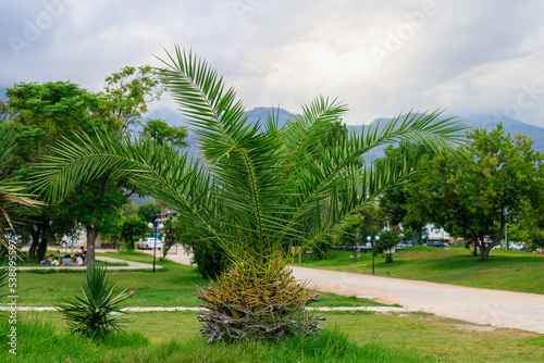 Exotic landscaping in the public park of the resort village. Background with copy space