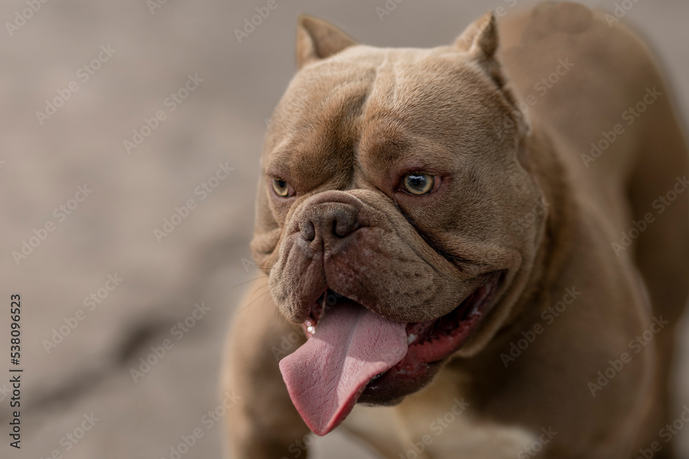 american bully breed dog with tongue sticking out outdoors