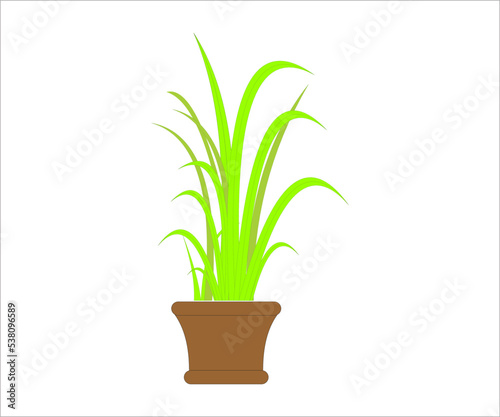 plant in a pot