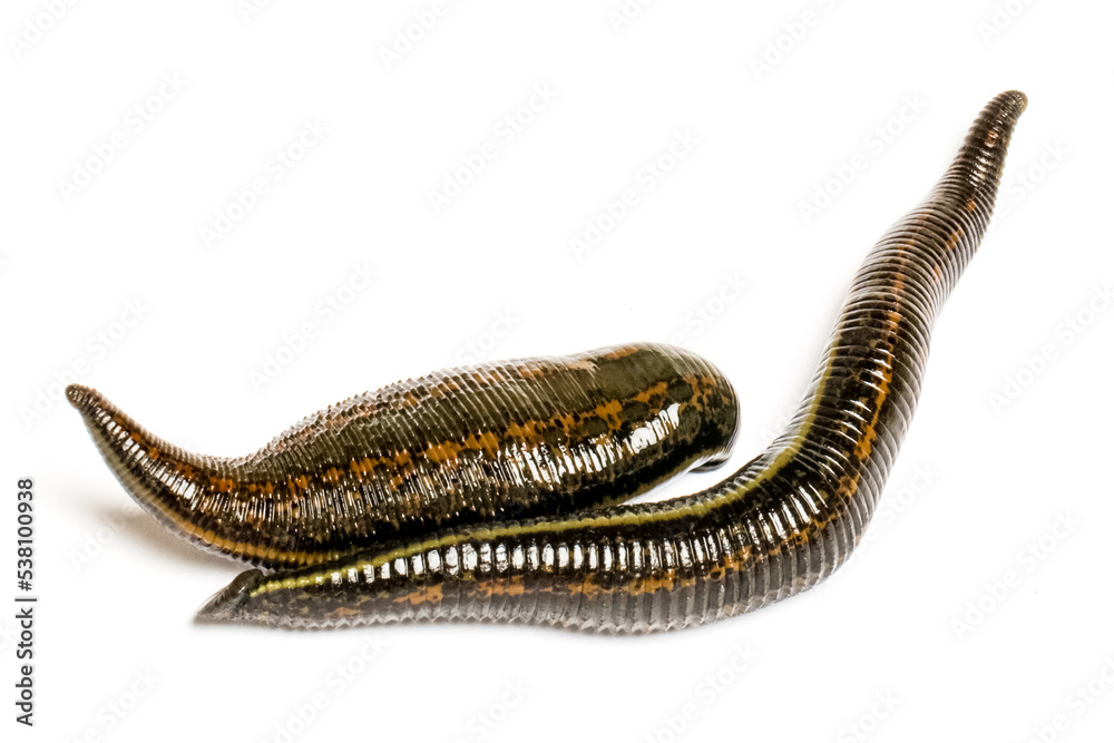 Medical leeches for hirudotherapy on leech farm or laboratory Stock Photo
