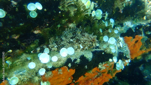 Black scorpionfish or European scorpionfish, small-scaled scorpionfish (Scorpaena porcus) undersea, Aegean Sea, Greece, Halkidiki 