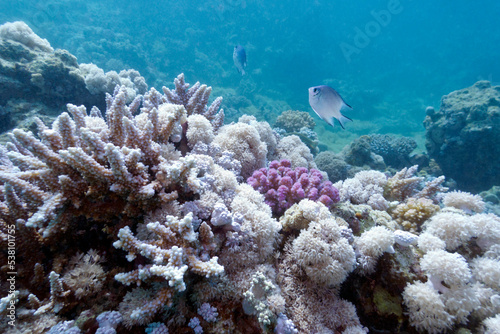 Colorful, picturesque coral reef at bottom of tropical sea, soft and hard corals, underwater landscape
