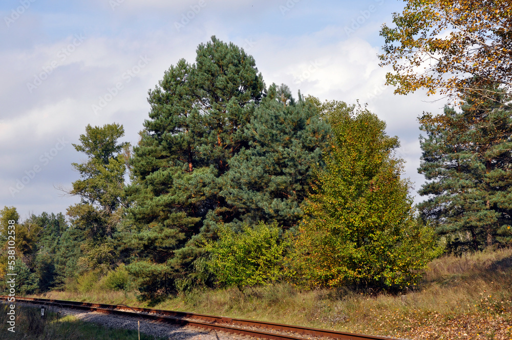 Obraz premium A bright forest glade in the fall