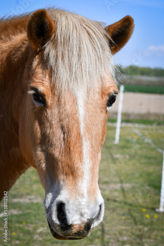 Horse gaze © Enrico
