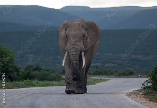 Elefant in der Wildnis und Savannenlandschaft von Afrika