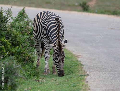 Zebras in der Wildnis und Savannenlandschaft von Afrika