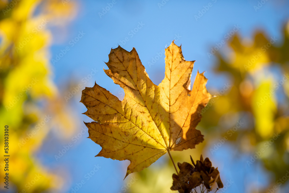Yellow autumn maple leaves against the blue sky. Yellow autumn maple leaves against the blue sky.
