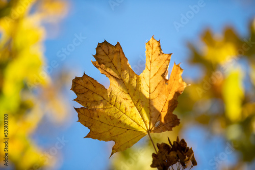 Yellow autumn maple leaves against the blue sky.