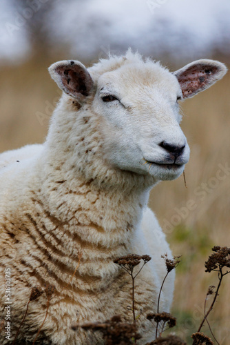 Schaf im Naturschutzgebiet Devin