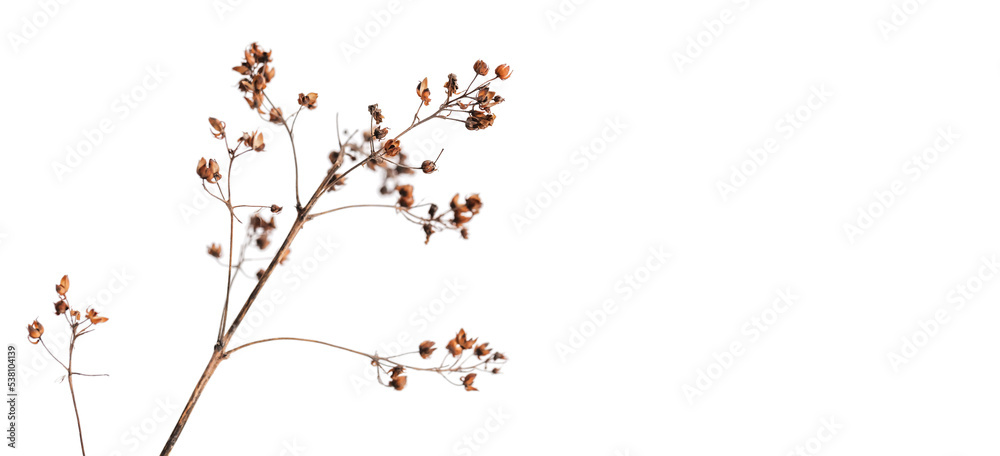 Dry flowers isolated on white background, close up