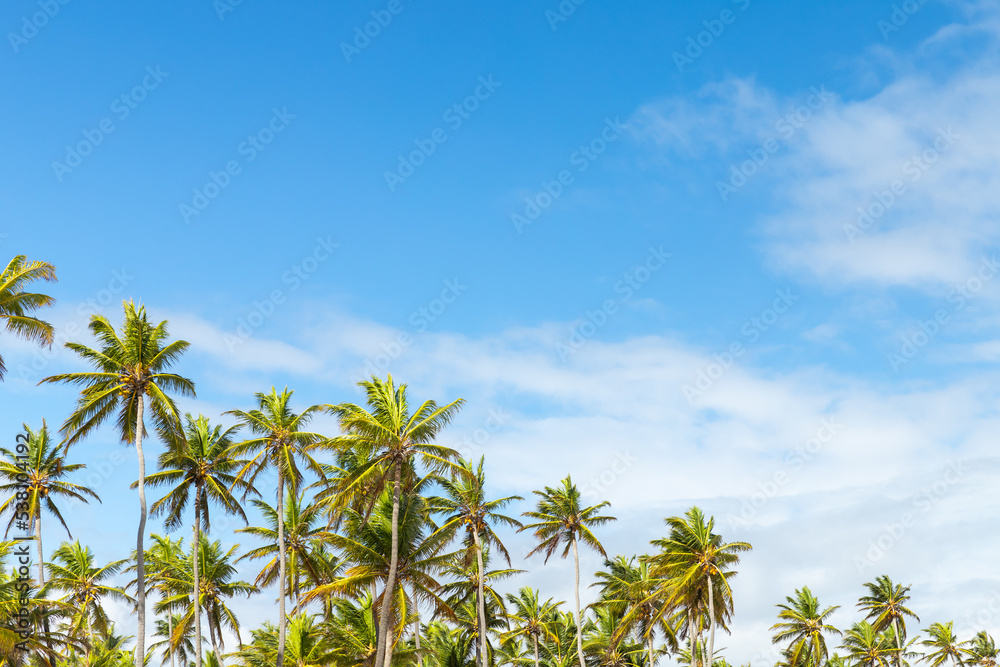 Natural tropical background with coconut palm trees Natural tropical background with coconut palm trees