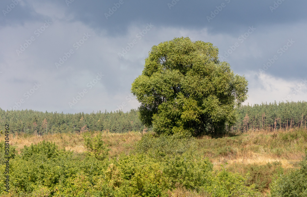 Fototapeta premium Green tree in nature in summer.