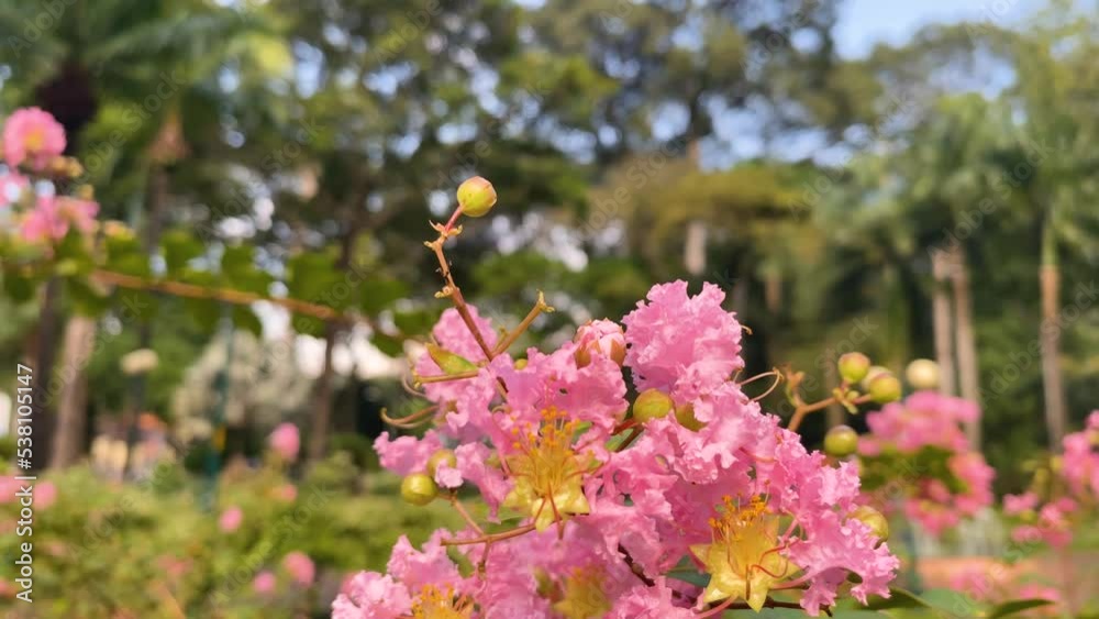 Close-up Of A Honey Bee Collecting Pollen on lagerstroemia speciosa in the Tao Dan Park Close-up Of A Honey Bee Collecting Pollen on lagerstroemia speciosa in the Tao Dan Park