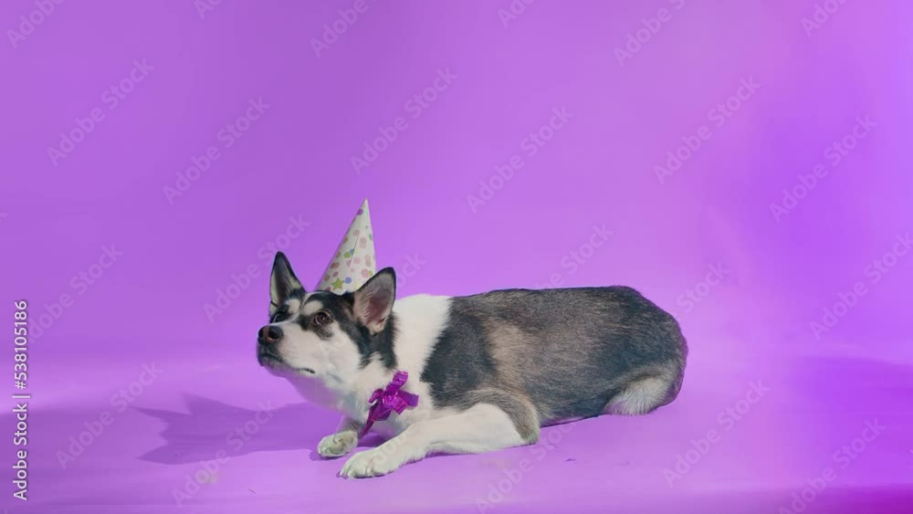 A young husky poses with a festive hat on his head and a bow around his neck in the studio on a purple background A young husky poses with a festive hat on his head and a bow around his neck in the studio on a purple background