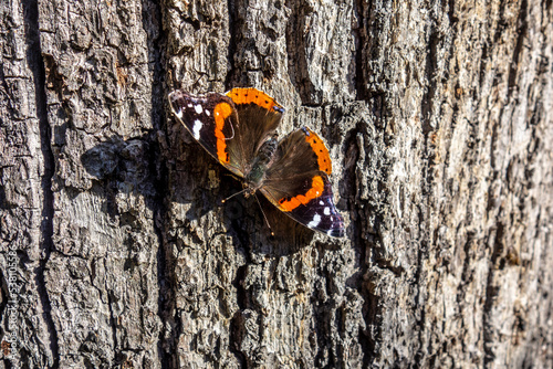 A beautiful colorful butterfly sits on the bark of a tree and basks in the sun