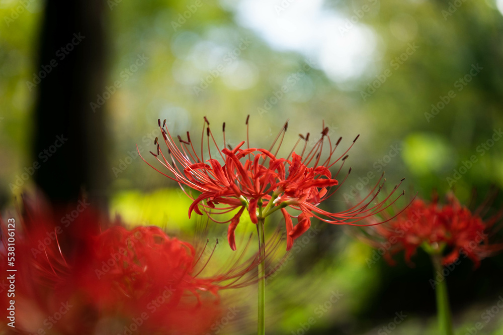 9月宇治市植物公園 9月宇治市植物公園