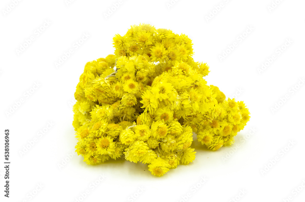 Dry helichrysum arenarium in white background. Dry helichrysum arenarium in white background.
