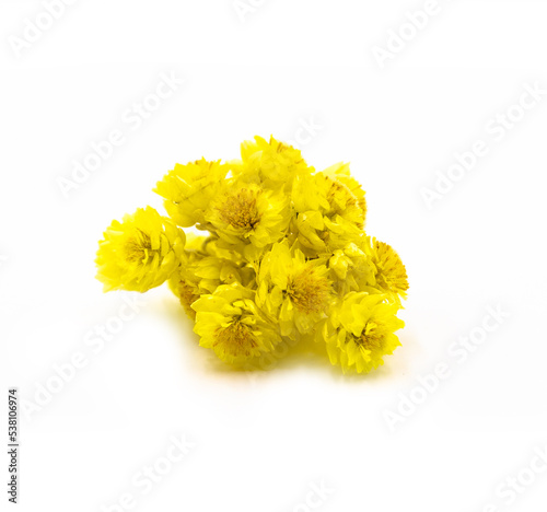 Dry yellow flowers in white background.
