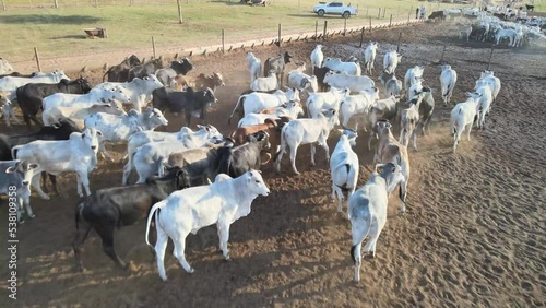 Gado nelore em confinamento intensivo