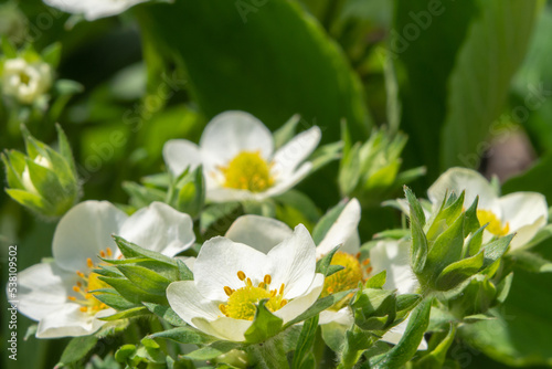 Macro white flowers under the rays of the sun. A blooming strawberry bush. Spring flower background