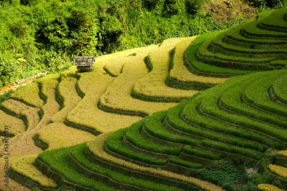 Rice fields on terraces in Mu Cang Chai, Vietnam