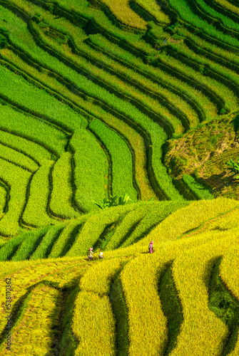 Rice fields on terraces in Mu Cang Chai, Vietnam