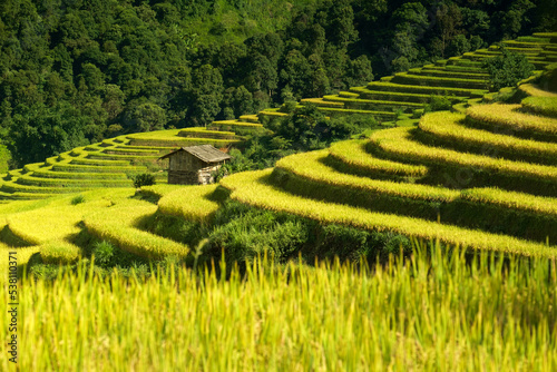 Rice fields on terraces in Mu Cang Chai, Vietnam
