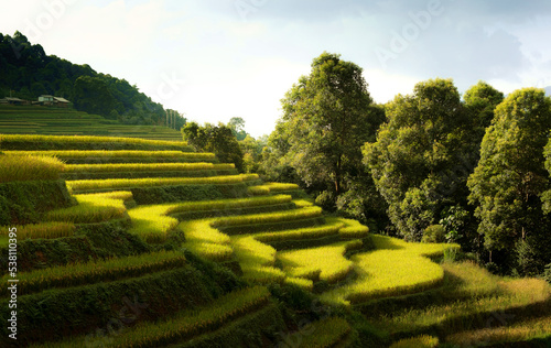 Rice fields on terraces in Mu Cang Chai, Vietnam