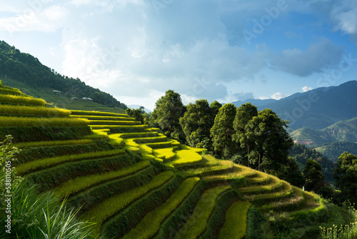 Rice fields on terraces in Mu Cang Chai, Vietnam