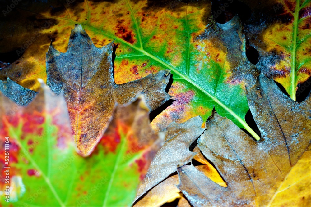 Naklejka premium Selective focus shot of colorful dried leaves
